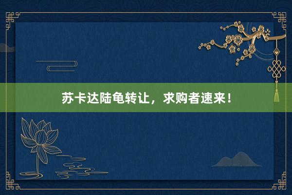苏卡达陆龟转让，求购者速来！